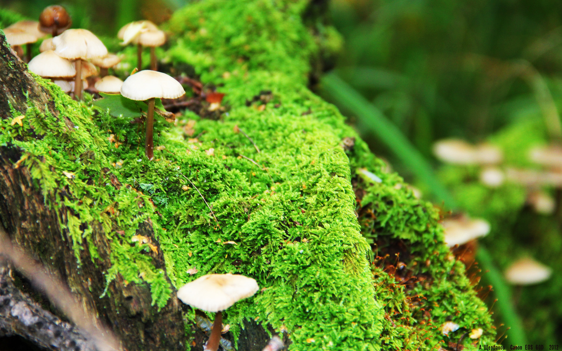 帕特里克·马霍姆斯荣膺超级碗MVP，帕特里克马霍姆斯选秀