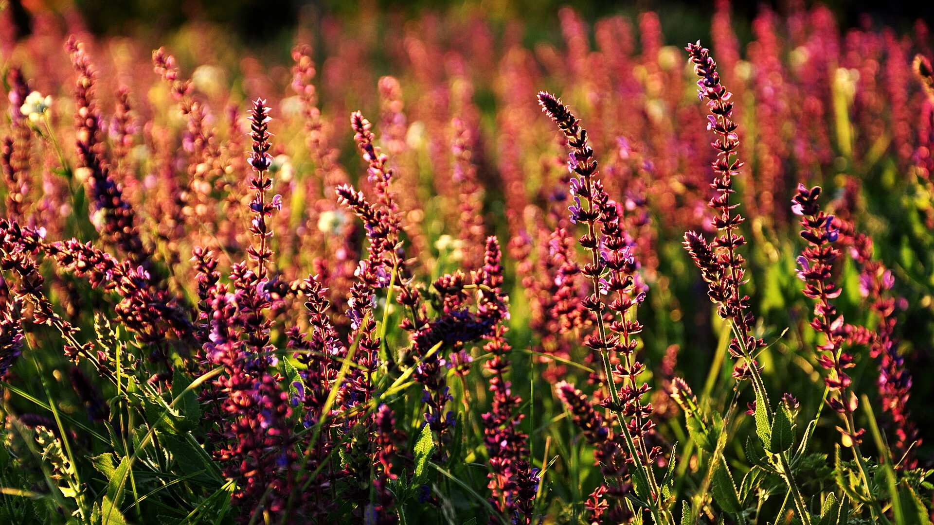 新加坡队未来发展:从单打到团体赛全方位提升,新加坡队第几个出场