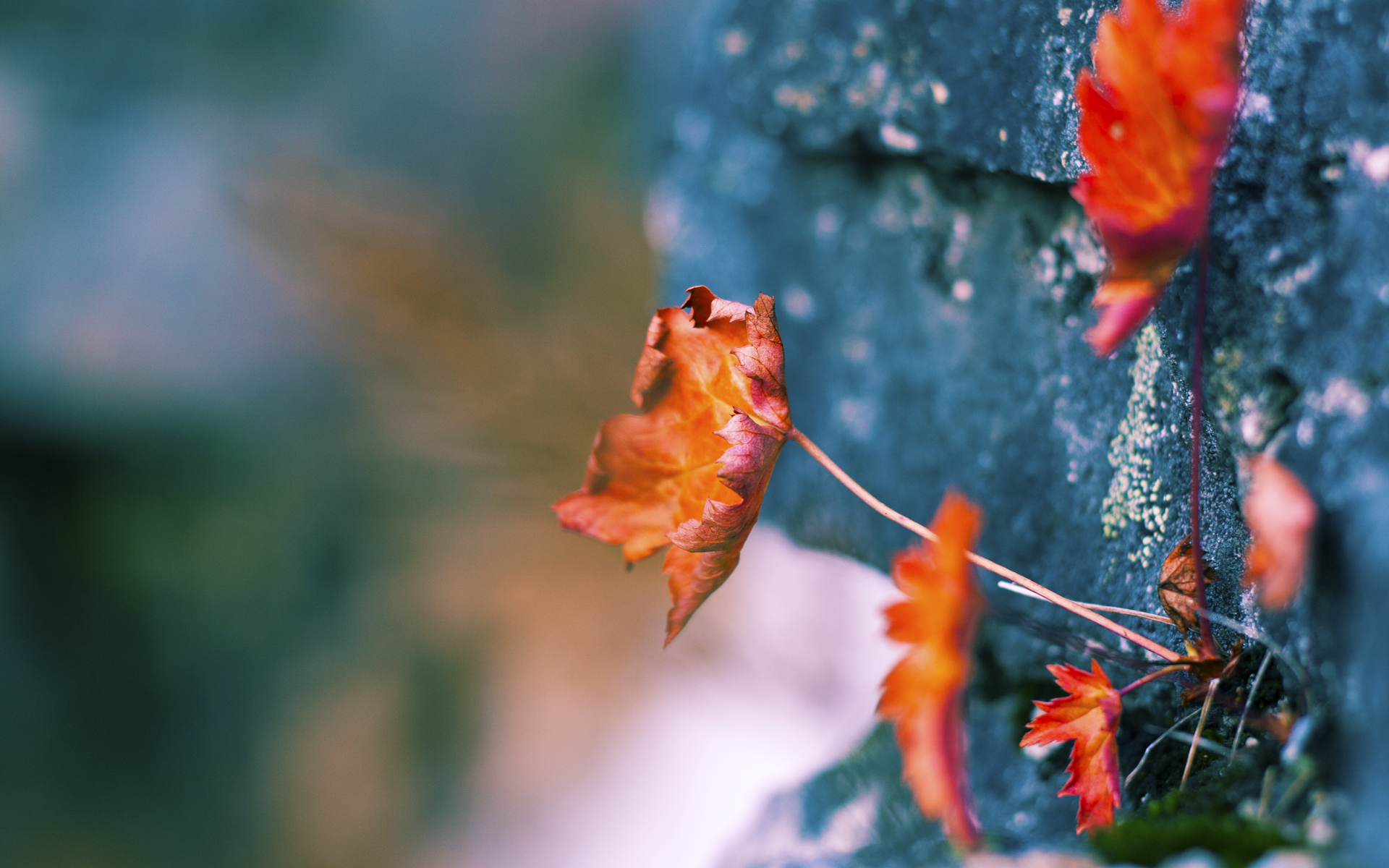 乐鱼体育官网下载-陈佳再度晋级决赛舞台，陈佳陈佳